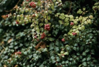  Sneeuwbes (Symphoricarpos Chenaultii 'Hancock')