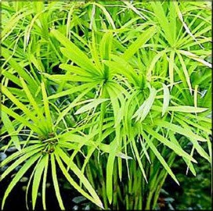  Parapluplant (Cyperus Alternifolius)
