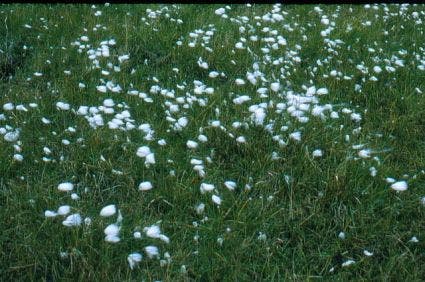 Veenpluis (Eriophorum Angustifolium)