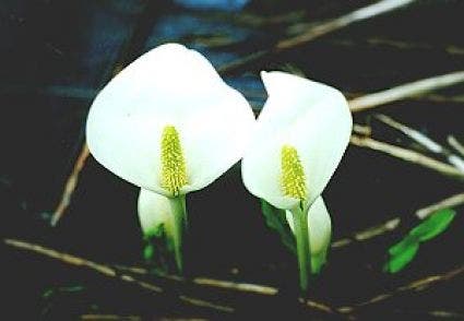  Witte Moerasaronskelk (Lysichiton Camtschatcense)