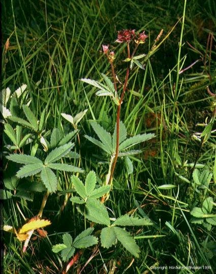  Wateraardbei (Potentilla Palustris)