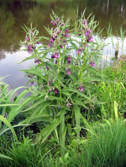  Smeerwortel (Symphytum Officinale) BIO