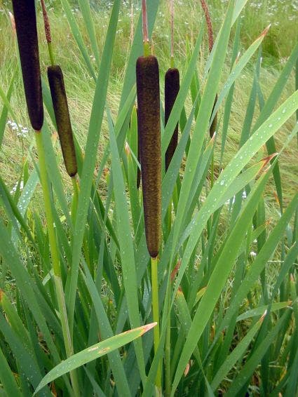  Grote Lisdodde (Typha Latifolia)