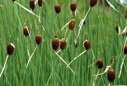  Kleinste Lisdodde (Typha Minima)