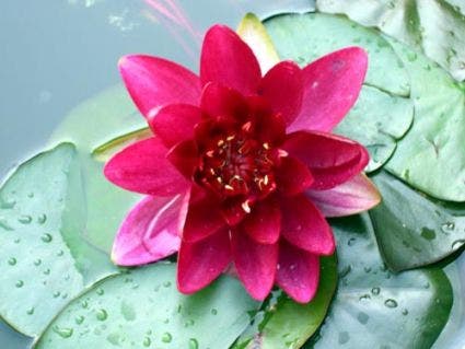  Waterlelie (Nymphaea 'Attraction')