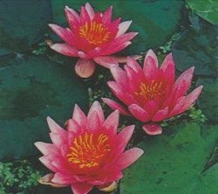  Waterlelie (Nymphaea 'Laydekeri Lilacea')