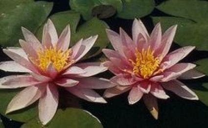  Waterlelie (Nymphaea 'Madame Wilfron Gonnere')