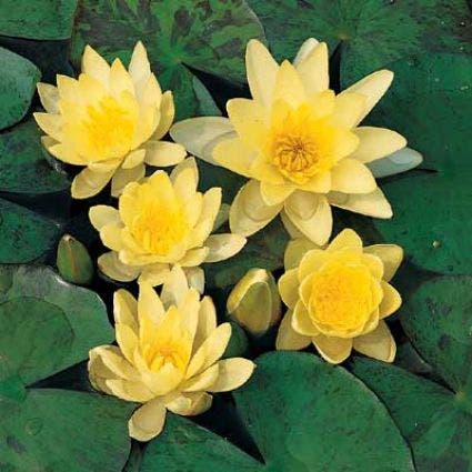  Waterlelie (Nymphaea 'Sulphurea')