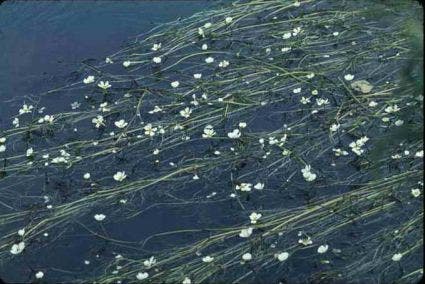  Waterranonkel (Ranunculus Aquatilis)