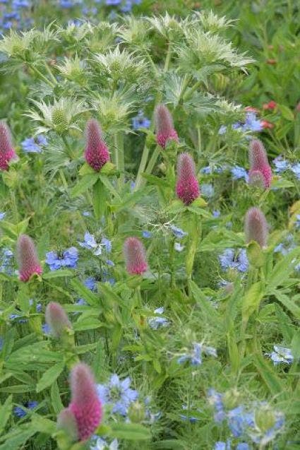  Purperen Klaver (Trifolium Rubens)