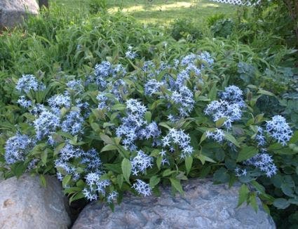  Blauwe Ster (Amsonia Tabernaemontana)
