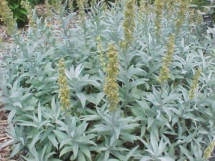  Bijvoet (Artemisia Ludoviciana 'Valerie Finnis')