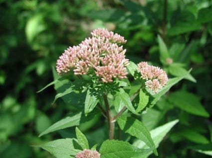  Leverkruid (Eupatorium Cannabinum)