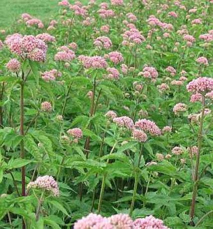  Leverkruid (Eupatorium Cannabinum 'Plenum')