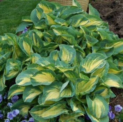  Funkia/Hartlelie (Hosta 'Great Expectations')