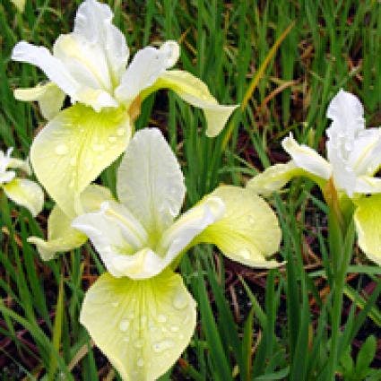  Siberische Lis (Iris Sibirica 'Butter And Sugar')