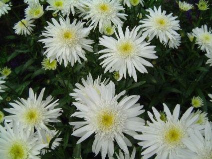  Margriet (Leucanthemum 'Christine Hagemann')