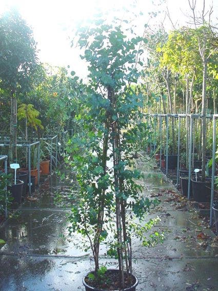  Winterharde Gomboom (Eucalyptus Gunnii)