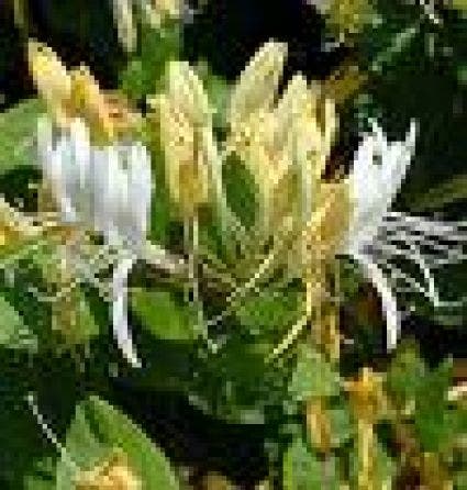  Kamperfoelie (Lonicera Japonica 'Halliana')