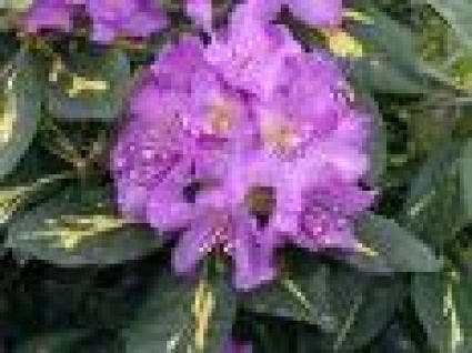  Rhododendron (Rhododendron 'Goldflimmer')