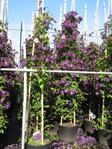  Bosrank (Clematis 'Etoile Violette')