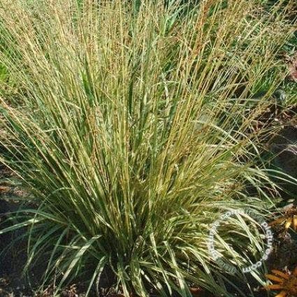  Pijpestrootje (Molinia Caerulea 'Variegata')