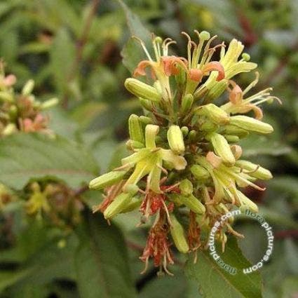  Diervilla Sessilifolia (Diervilla Sessilifolia 'Butterfly')