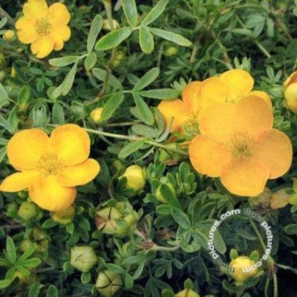  Ganzerik (Potentilla Fruticosa 'Tangerine')