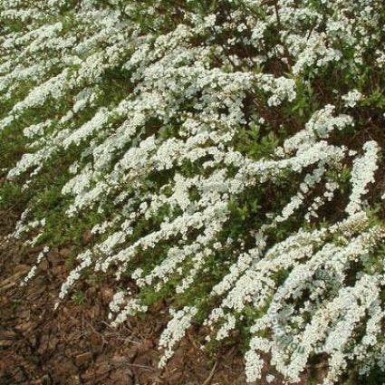  Spierstruik (Spiraea Cinerea 'Grefsheim')
