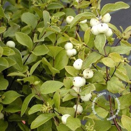  Sneeuwbes (Symphoricarpos Doorenbosii 'White Hedge')