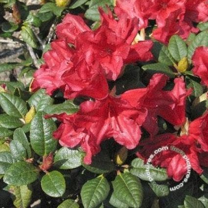  Dwergrhododendron (Rhododendron 'Scarlet Wonder')