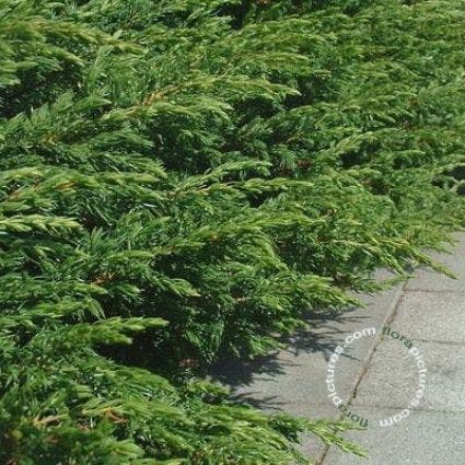  Jeneverbes (Juniperus Communis 'Repanda')