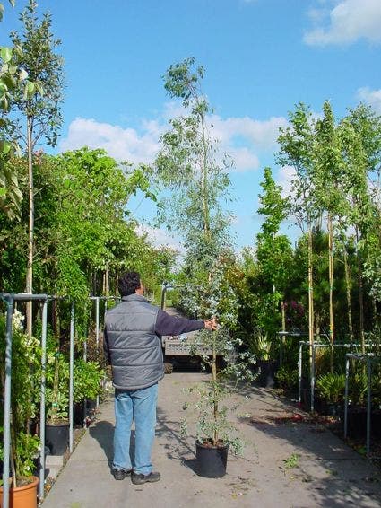  Winterharde Gomboom (Eucalyptus Gunnii)
