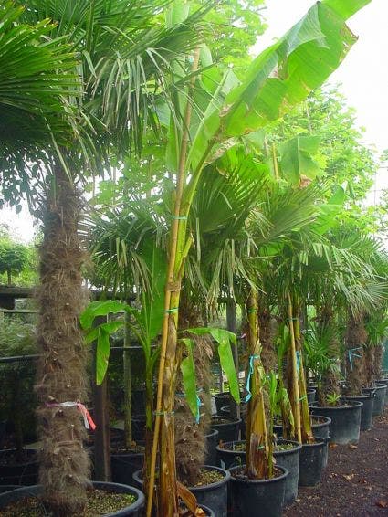  Bananenboom (Musa Basjoo)