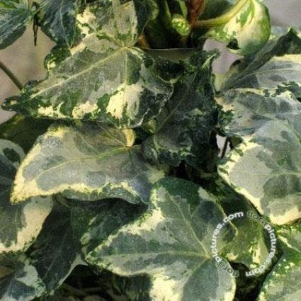  Klimop (Hedera Helix 'Kolibri')