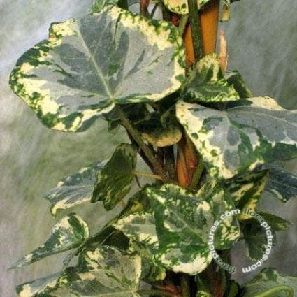  Klimop (Hedera Helix 'Kolibri')