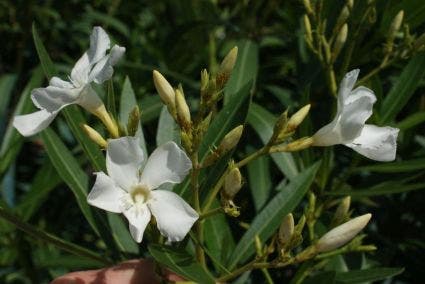  Witte Oleander (Nerium Oleander)
