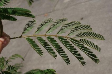  Perzische Slaapboom (Albizia Julibrissin)