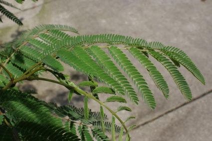  Perzische Slaapboom (Albizia Julibrissin 'Ombrella')