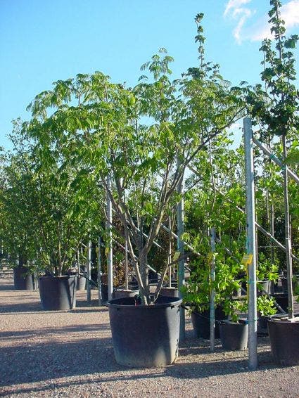  Perzische Slaapboom Als Struik (Albizia Julibrissin 'Ombrella')