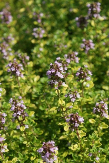  Citroentijm (Thymus Citrodorus 'Aureus')
