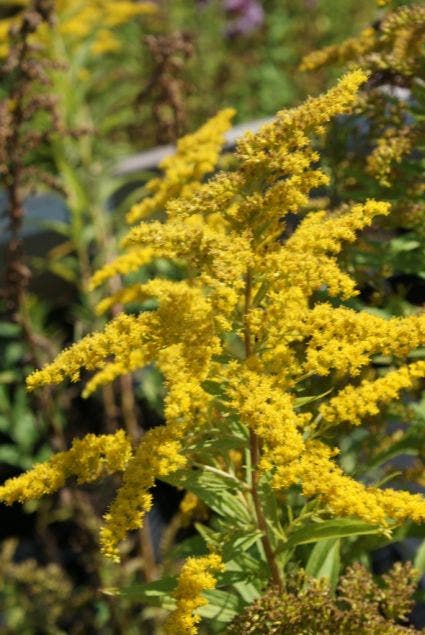  Guldenroede (Solidago 'Strahlenkrone')