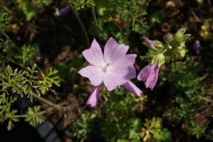  Muskuskaasjeskruid (Malva Moschata 'Rosea') BIO