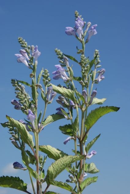  Glidkruid/helmkruid (Scutellaria Incana)
