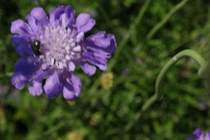  Duifkruid/schurftkruid (Scabiosa Columbaria 'Butterfly Blue') BIO