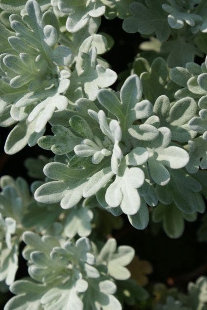  Bijvoet (Artemisia Stelleriana 'Boughton Silver')