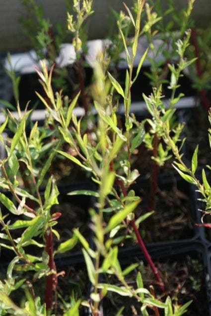  Aster (Aster Ericoides 'Erlkonig')