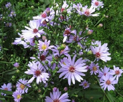 Aster (Aster Lateriflorus 'Lady In Black')