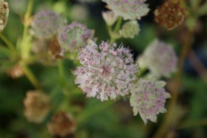  Zeeuws Knoopje (Astrantia 'Buckland')