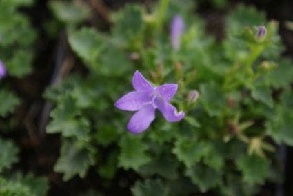  Klokje (Campanula Portenschlagiana)